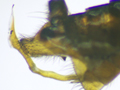 Empis stercorea